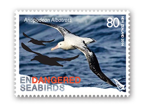 antipodean-albatross-diomedea-antipodensis-by-ian-1