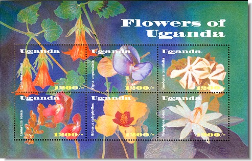 flowers uganda