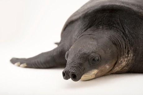 fly river turtle