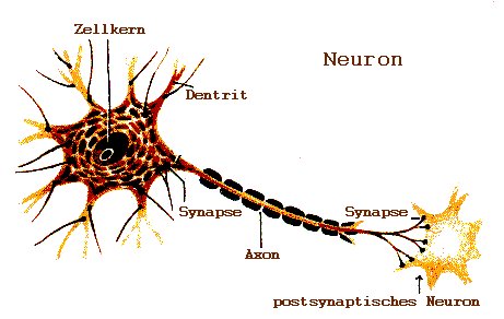 neuron[1]