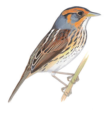 saltmarsh sparrow