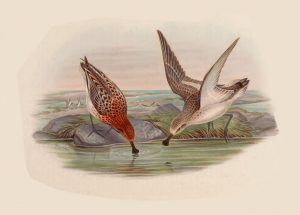 spoon-billed sandpiper