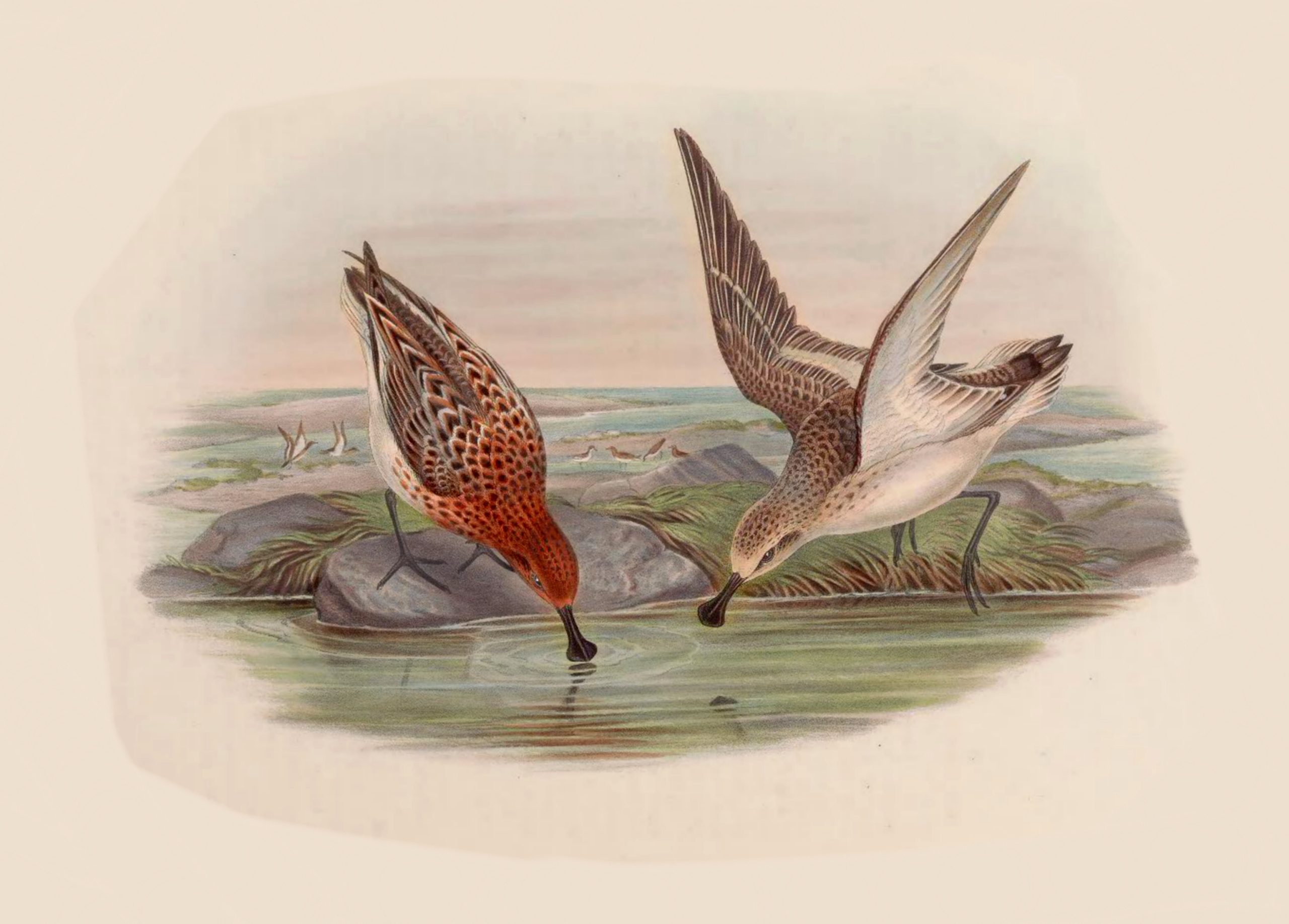 spoon-billed sandpiper