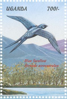 swallow7