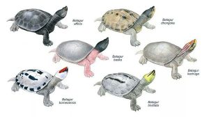 turtles2