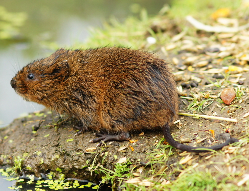 woelrat