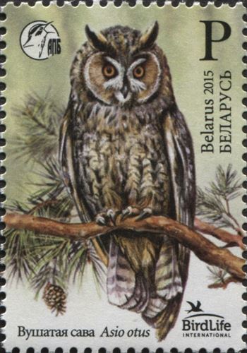 Asio otus