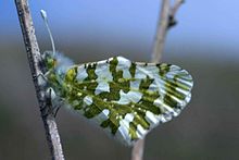 Island_marble_butterfly