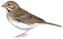 Pooecetes_gramineus