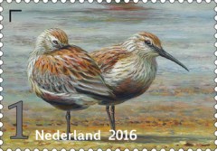 bonte-strandloper