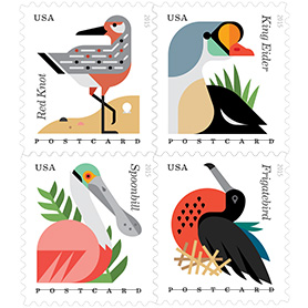 coastal birds