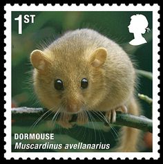 dormouse