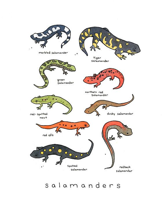 Salamanders of the highlands of Mexico are closer to extinction than any other on Earth