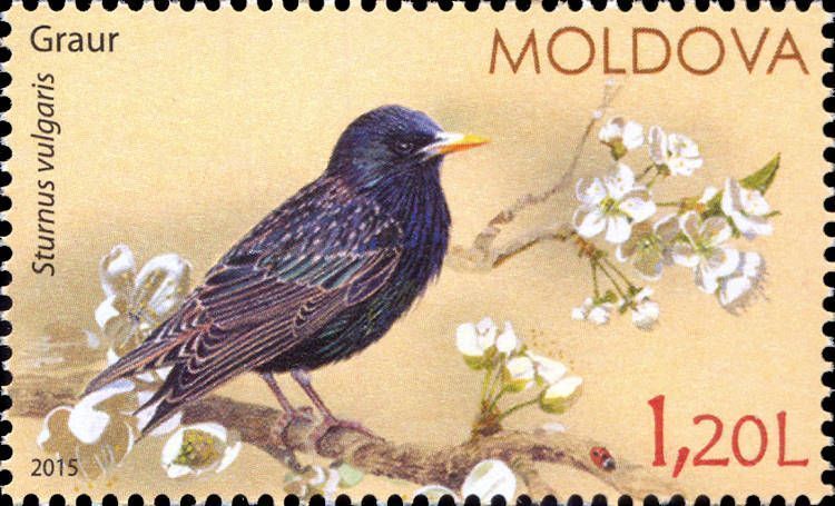 starling1