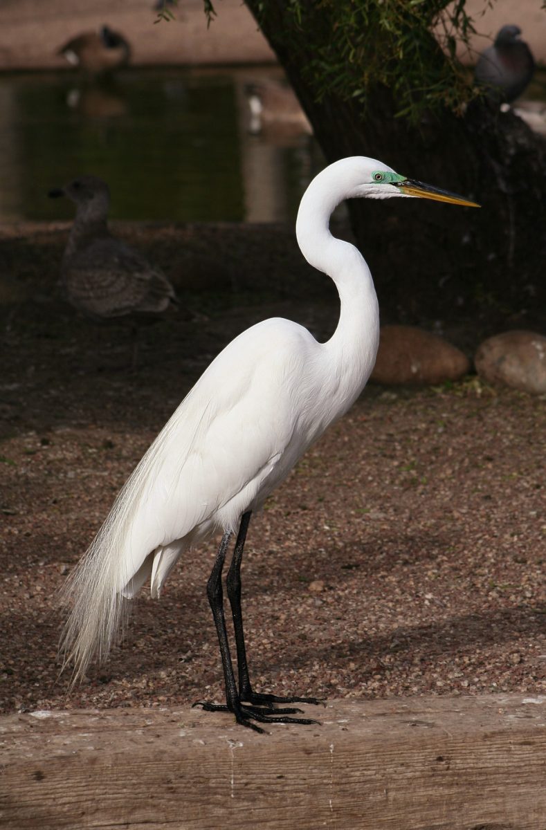grote zilverreiger