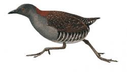 Black rail Laterallus jamaicensis_jamaicensis