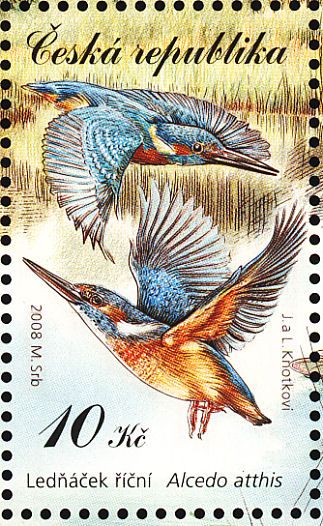 Eisvogel
