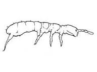 Folsomia candida