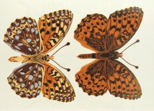 Oregon silverspot