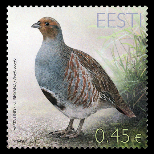 Partridge (1)