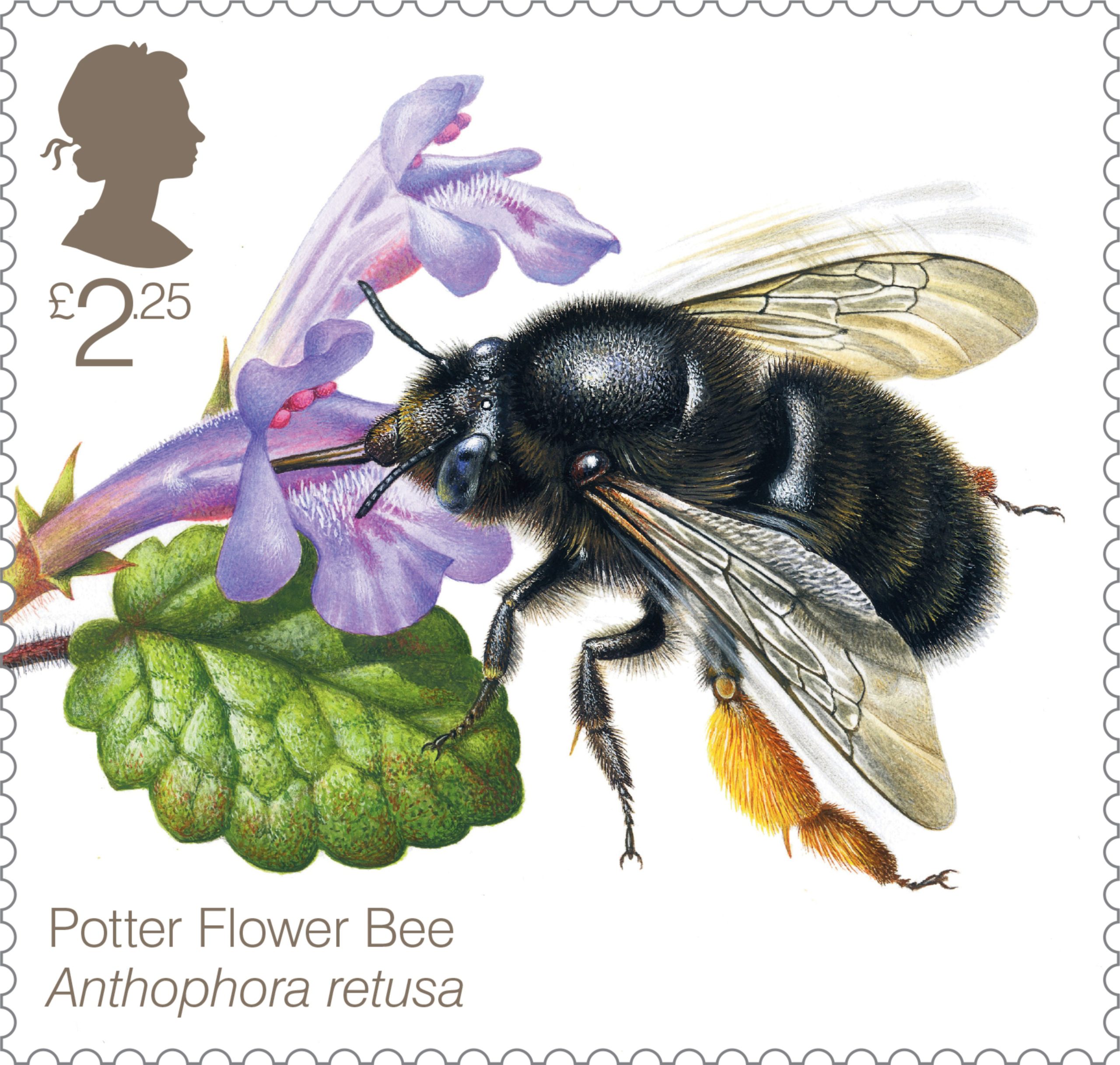 Potter Flower Bee