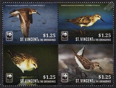 SANDPIPER-Calidris-Pusilla-Sea-Shore-Bird-Block-of