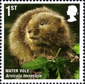 Water-Vole-Arvicola-terrestris