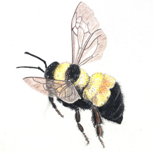 bombus-affinis-0032