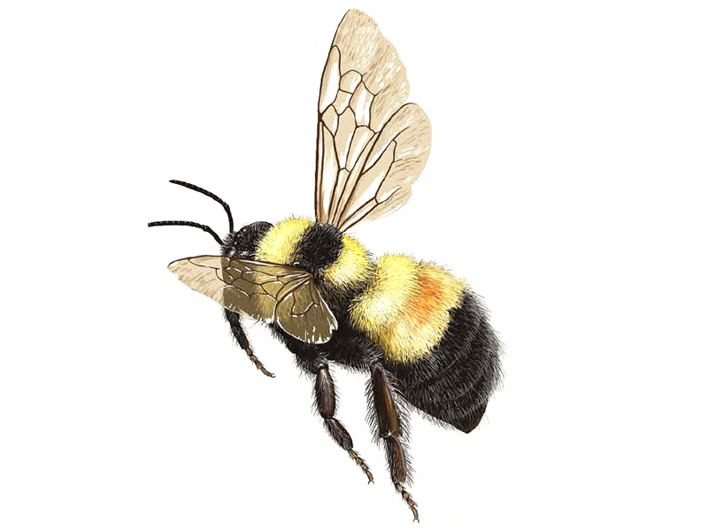 bumble-bee-bombus-affinis