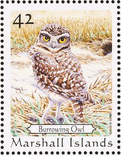 burrowing owl