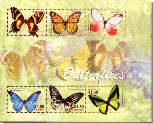 butterflies13