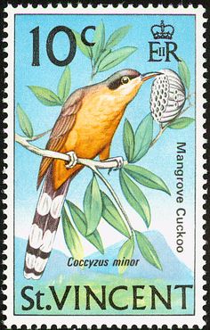 cuckoo
