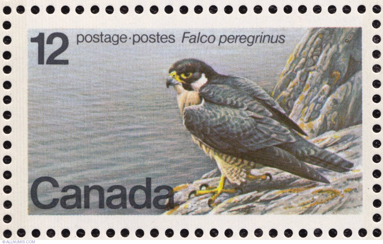 falco-peregrinus-1978_1189_91625209114201dL