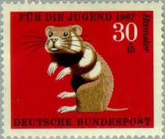 hamster