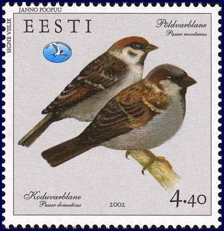 sparrow