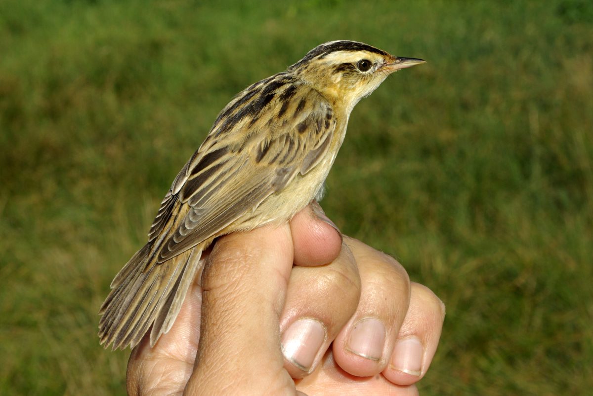 Acrocephalus paludicola