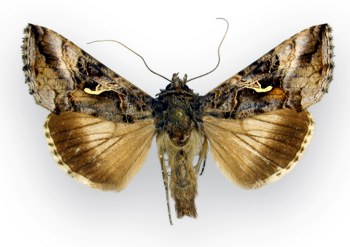 Autographa_gamma
