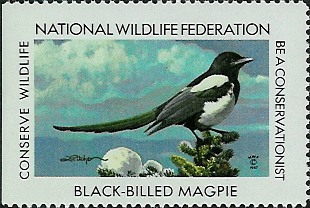 Black-billed magpie