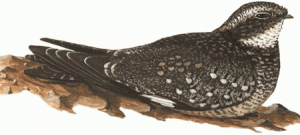 Common Nighthawk
