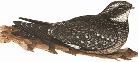 Common Nighthawk