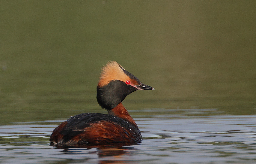 kuifduiker