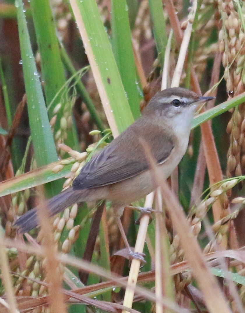 Acrocephalus agricola
