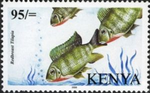 Redbreast-Tilapia-Tilapia-rendalli