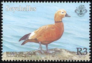 Ruddy-Shelduck-Tadorna-ferruginea