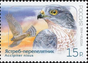 Sparrowhawk-Accipiter-nisus