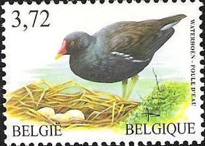 Waterhoen---Poule-d--eau---Gallinula-chloropus[1] (1)