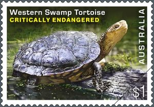 Western-Swamp-Tortoise-Pseudemydura-umbrina