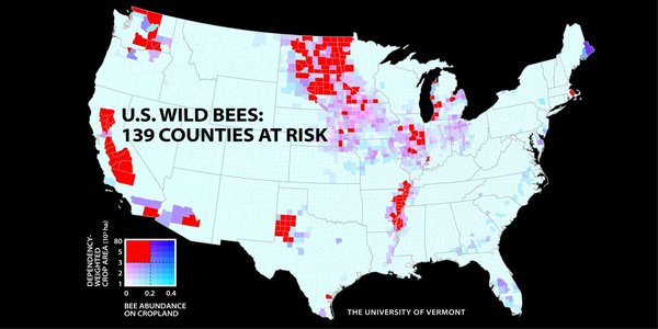 bee decline usa