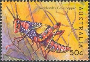 grasshopper1