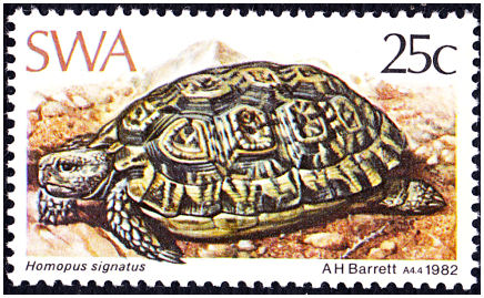 homopus_signatus